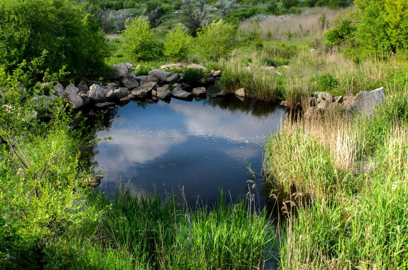 small pond surrounded by grass